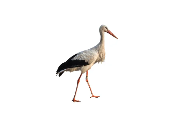 stock image Stork