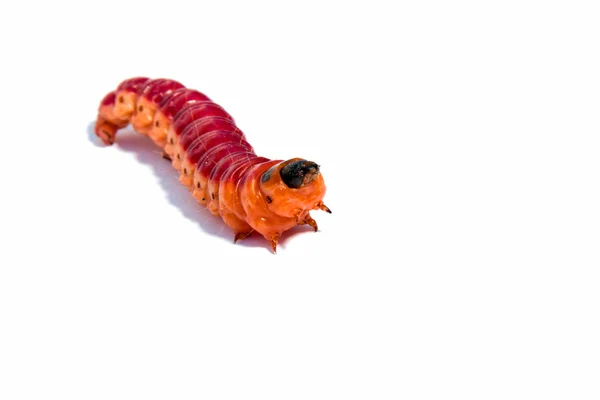 Bright colourful caterpillar on a white background Stock Picture