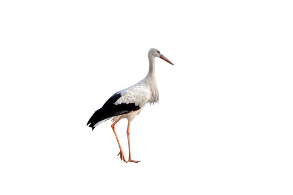 The stork thoughtfully costs on one foot