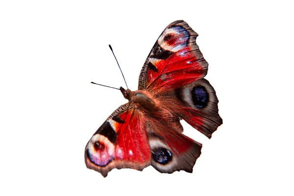 A borboleta em um fundo branco Fotos De Bancos De Imagens