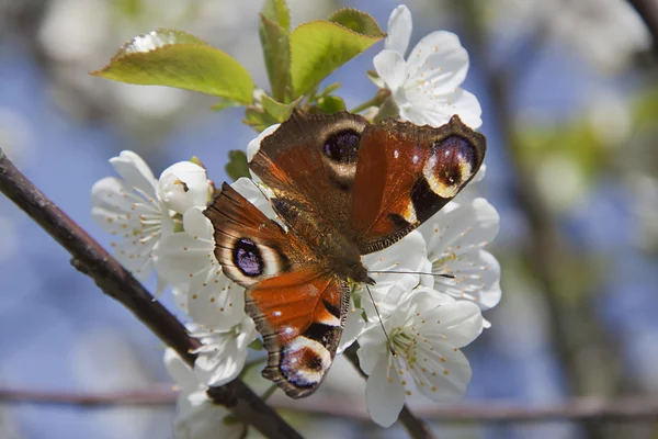 Motýl, květ jabloně — Stock fotografie