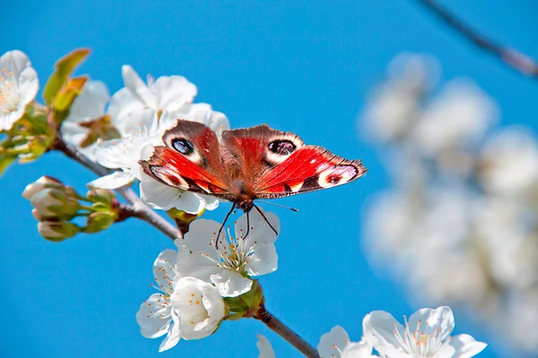 Бабочка, яблоня цветок — стоковое фото