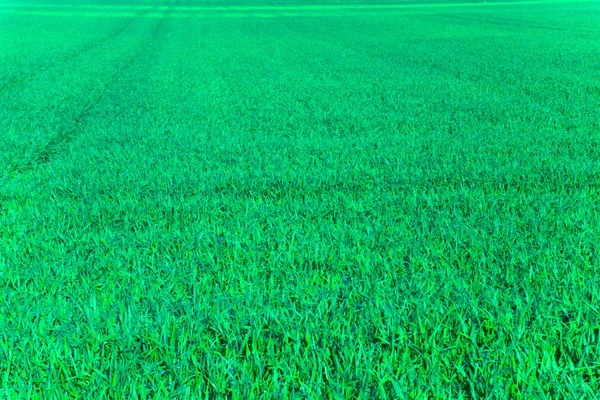 stock image Fodder plants in the field