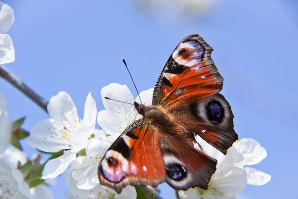 Motýl, květ jabloně — Stock fotografie