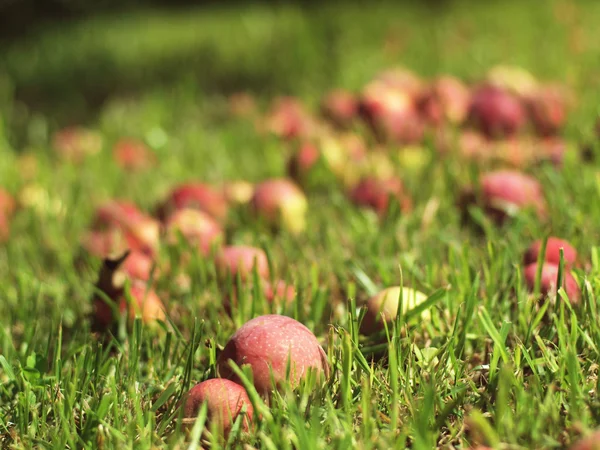 stock image Apples in the grass