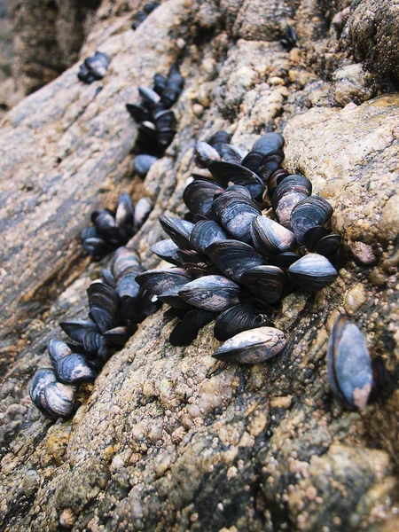 stock image Mussels