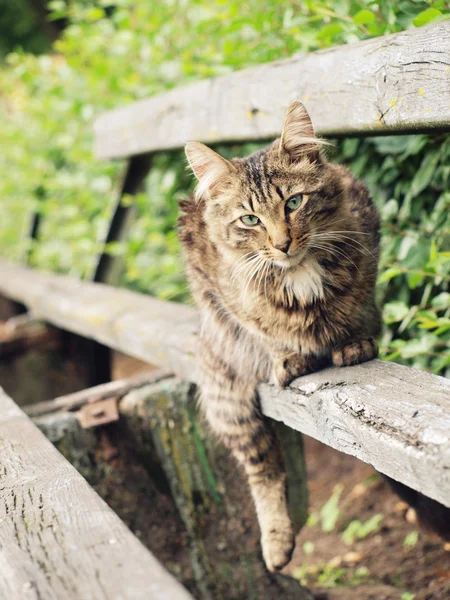 Stock image Reposing cat