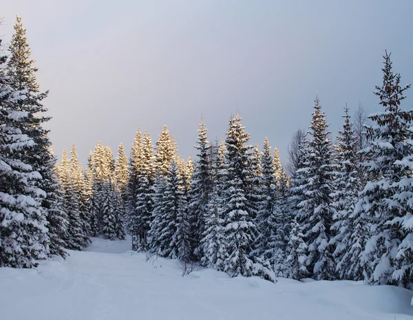 Vánoční stromky v zimě Royalty Free Stock Obrázky