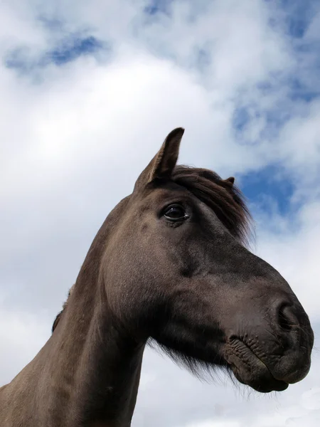 At kafası — Stok fotoğraf