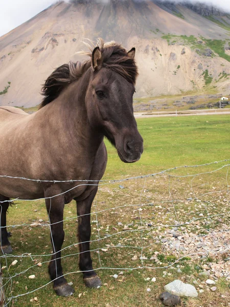 Gri bir atuna cabeza de caballo gris — Stok fotoğraf