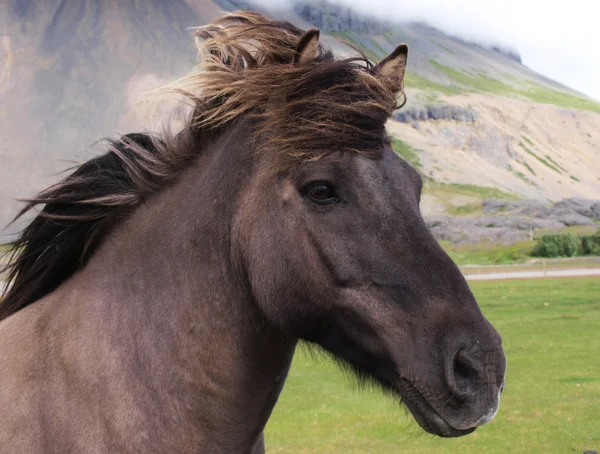 Una testa di cavallo grigia — Foto Stock