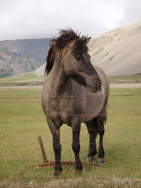 一匹灰色的马 — 图库照片