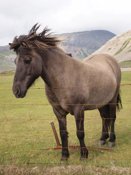 회색 말 — 스톡 사진