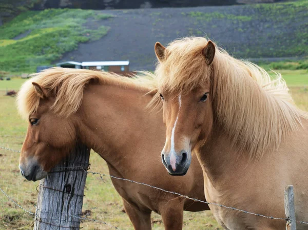 Dos caballos. —  Fotos de Stock