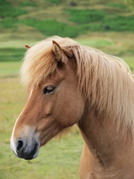 Uma cabeça de um cavalo marrom — Fotografia de Stock