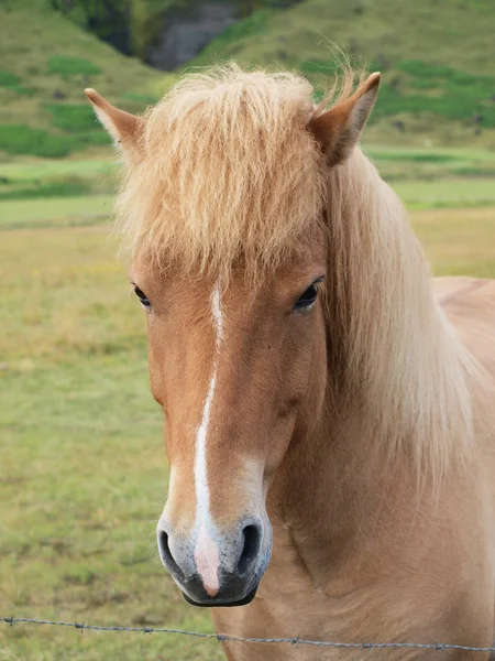 Голова коричневой лошади — стоковое фото