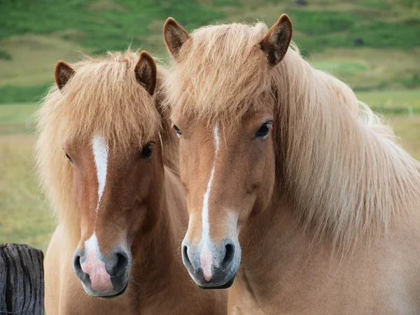 Två hästar — Stockfoto