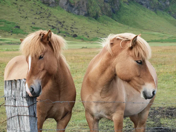 Δύο άλογα — Φωτογραφία Αρχείου