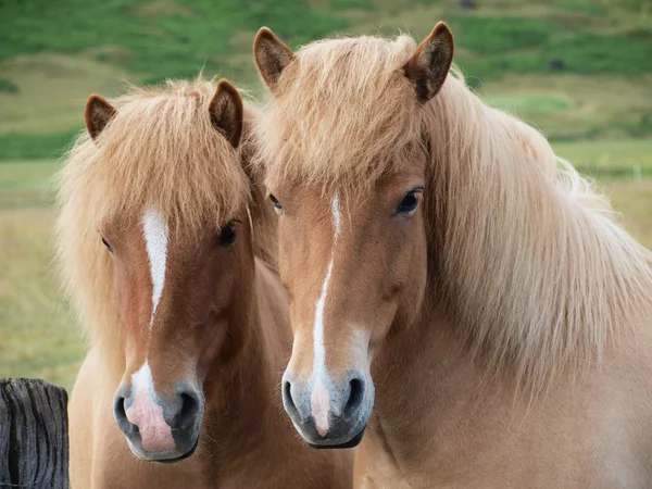Dois cavalos. Imagens De Bancos De Imagens
