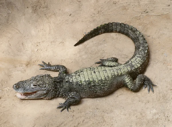 Um crocodilo bebé Fotos De Bancos De Imagens