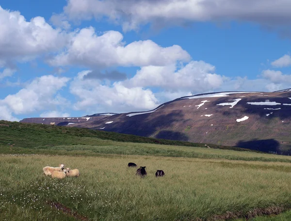 Ovce na horském svahu na Islandu — Stock fotografie