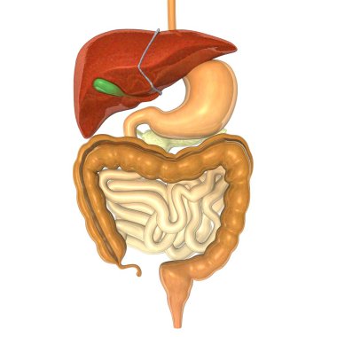 Digestive system clipart