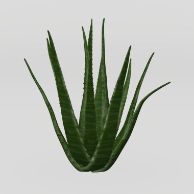 aloe vera