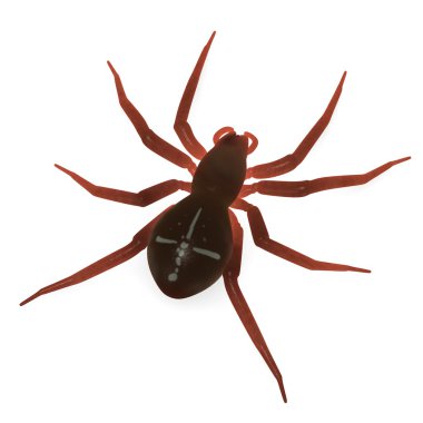 Araneus diadematus clipart