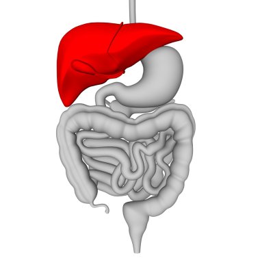 Sindirim Sistemi