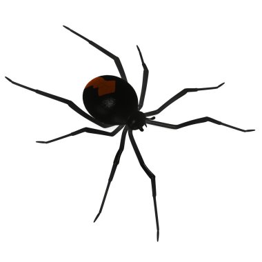 Latrodectus hasselti clipart