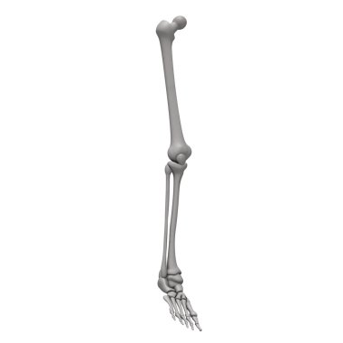 Leg bones clipart