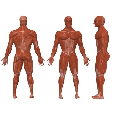 Human muscles clipart