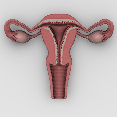 Female uterus clipart