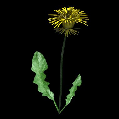Karahindiba.