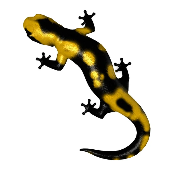 Salamander — Stock Photo, Image