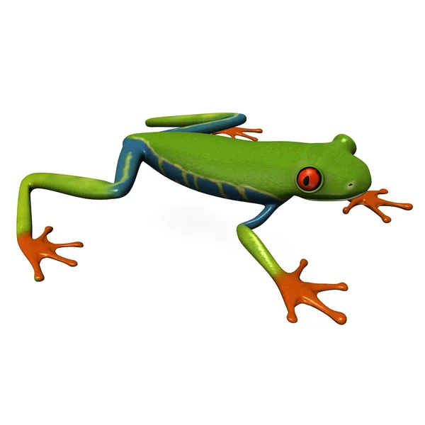 红眼蛙 — 图库照片