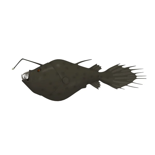 Anglerfish — Stock Photo, Image