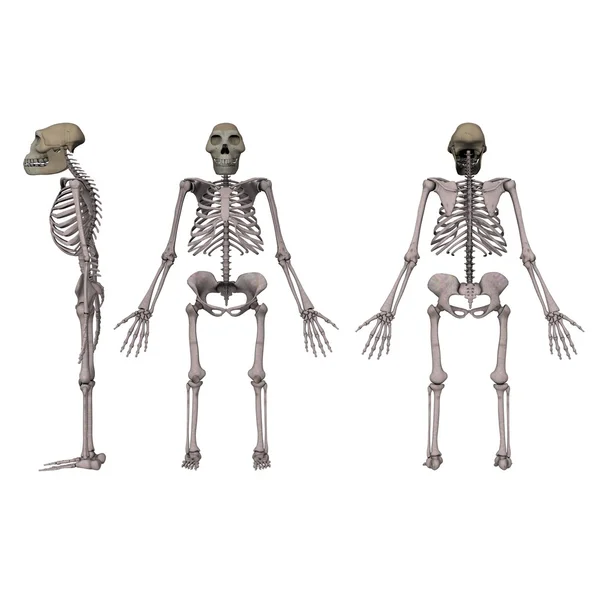 Australopithecus afarensis — Fotografia de Stock
