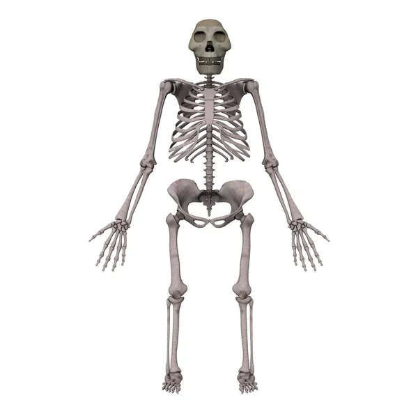 Australopithecus afarensis — Stock fotografie