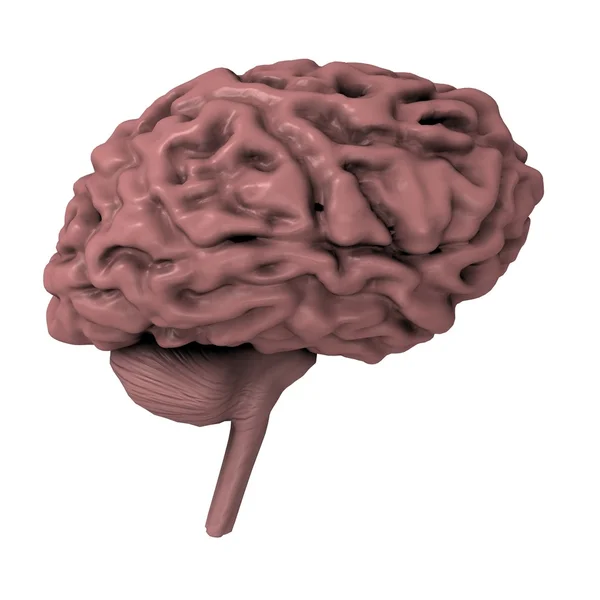 stock image Human brain