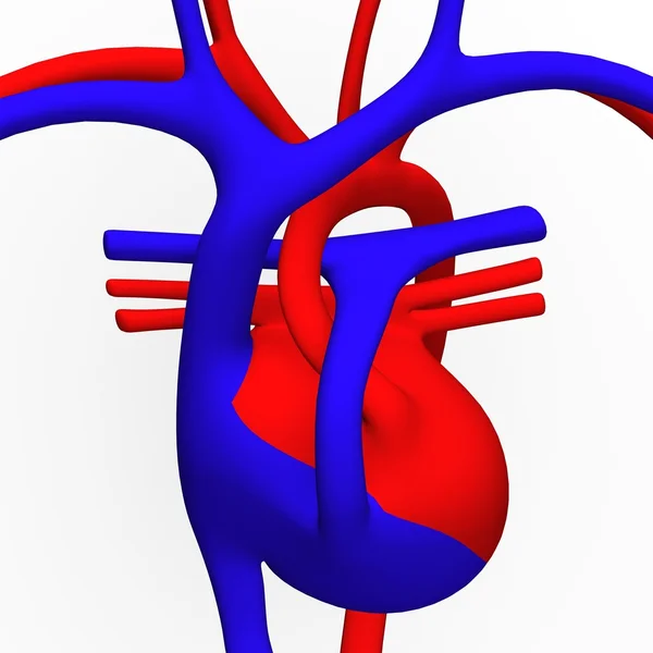 Серцево-судинна система — стокове фото