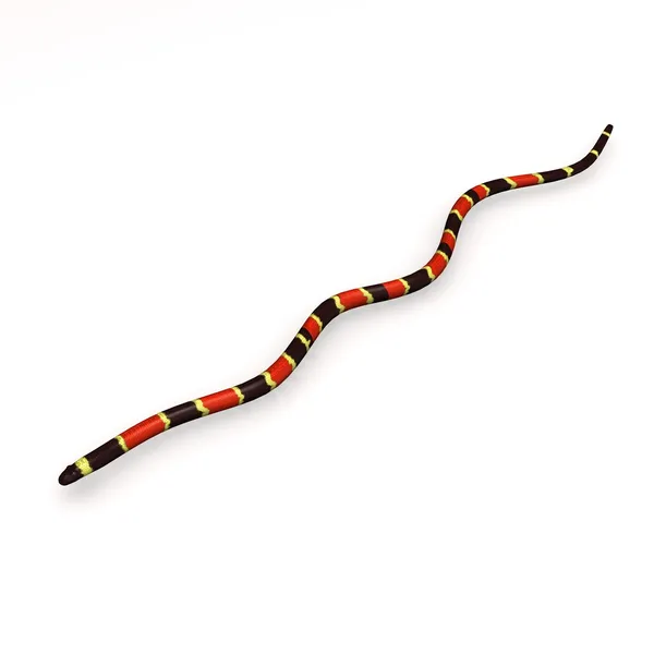 Coral snake — Stock Photo, Image
