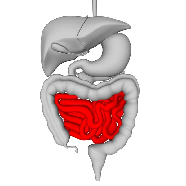 Sistema digestivo — Fotografia de Stock