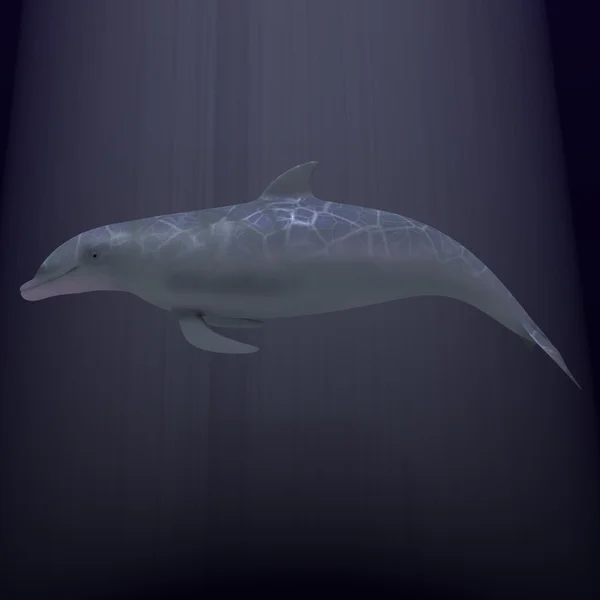 Zee dolfijn — Stockfoto