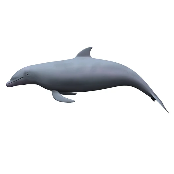 Delfin morze — Zdjęcie stockowe
