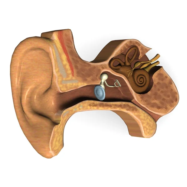 Secção da orelha — Fotografia de Stock
