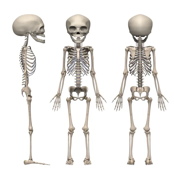 Foster skelett — Stockfoto