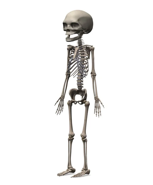 Fetus skeleton — Stock Photo, Image