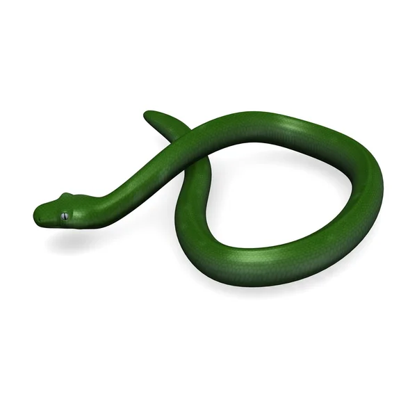 Yeşil python — Stok fotoğraf