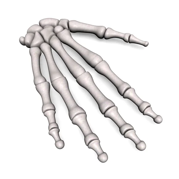 Hand bones — Stock Photo, Image
